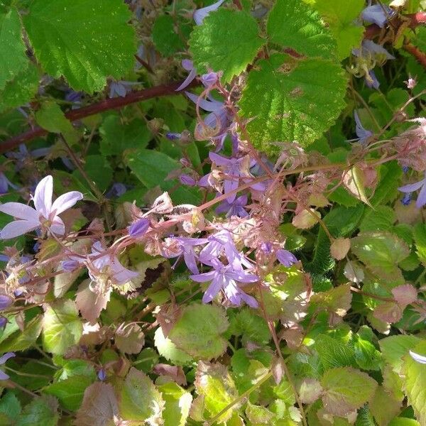 Campanula poscharskyana 花