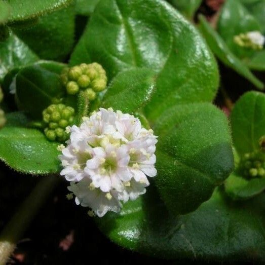 Boerhavia repens Flower