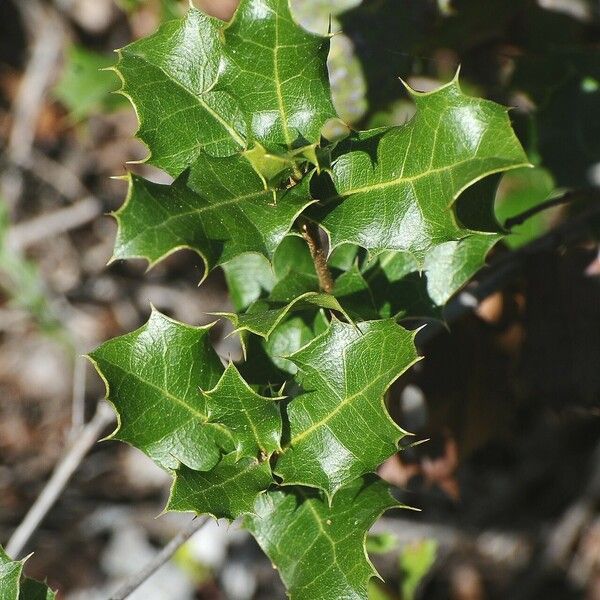 Quercus berberidifolia Leaf