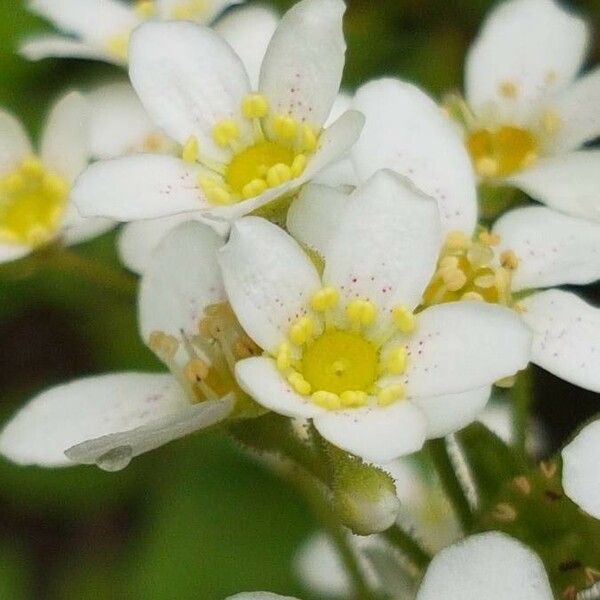 Saxifraga hostii Blomma