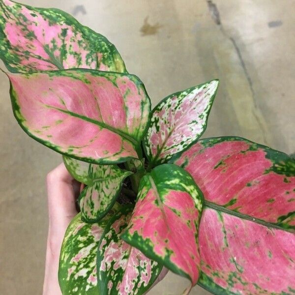 Aglaonema commutatum Lapas