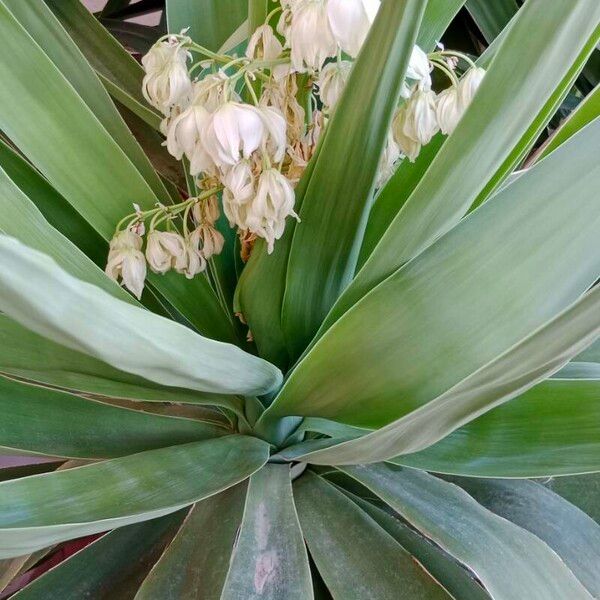 Yucca gloriosa Blüte