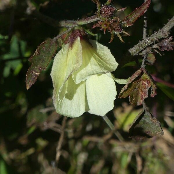 Hibiscus surattensis Flower