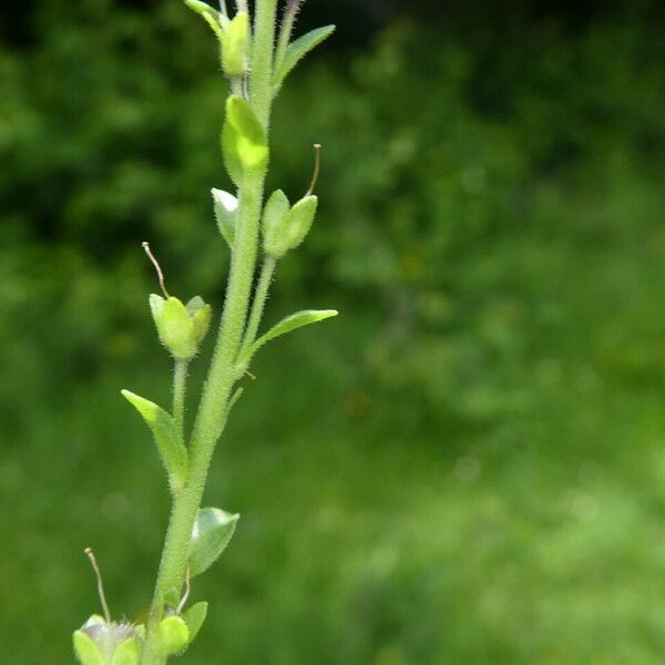 Veronica serpyllifolia ফল