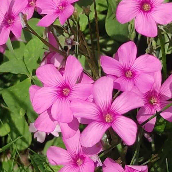 Oxalis articulata Çiçek