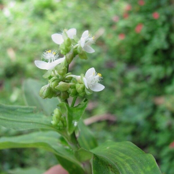 Callisia serrulata Flor