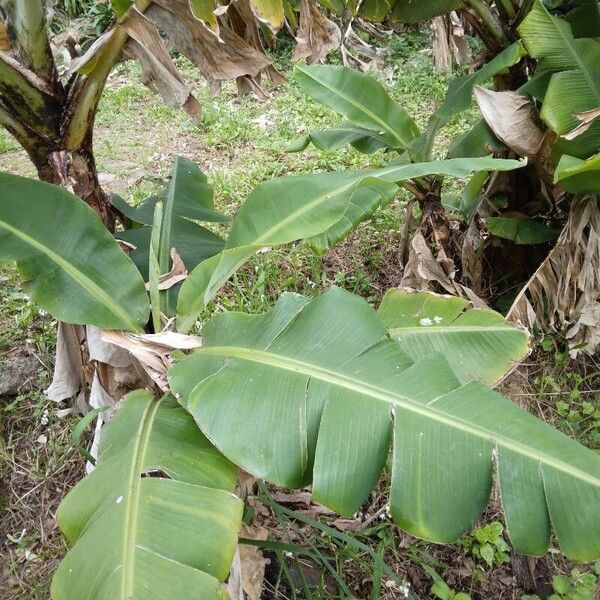 Musa acuminata Lapas