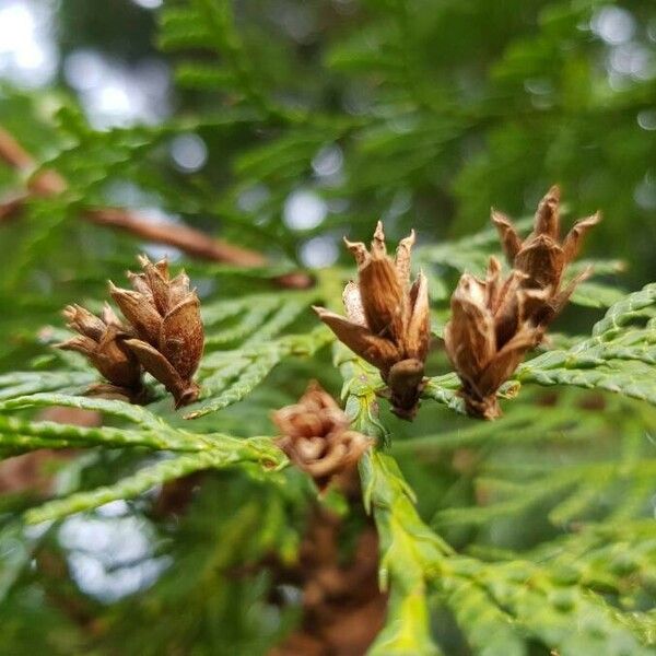 Thuja occidentalis 果實