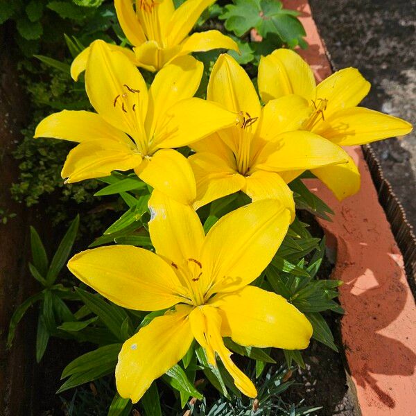 Lilium bulbiferum Flower