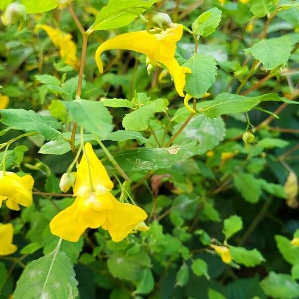 Impatiens noli-tangere Flower