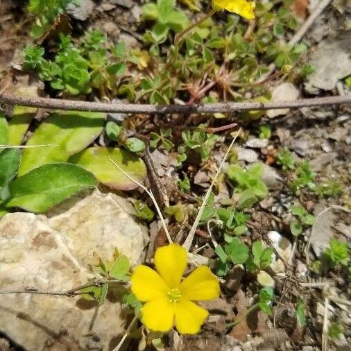 Oxalis stricta 花