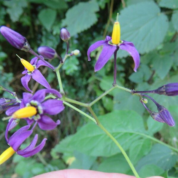 Solanum dulcamara 花