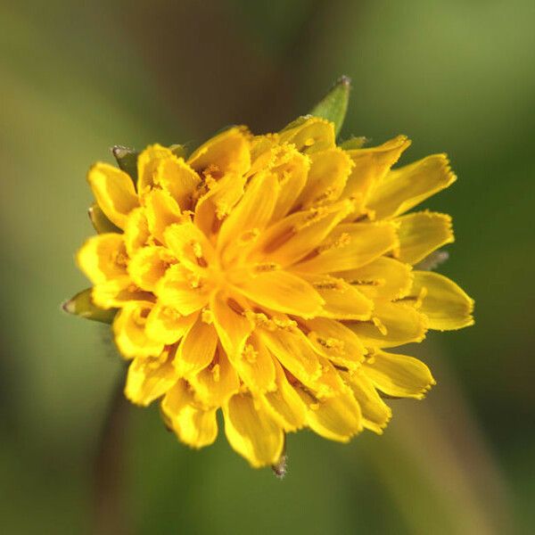 Agoseris heterophylla Blomma