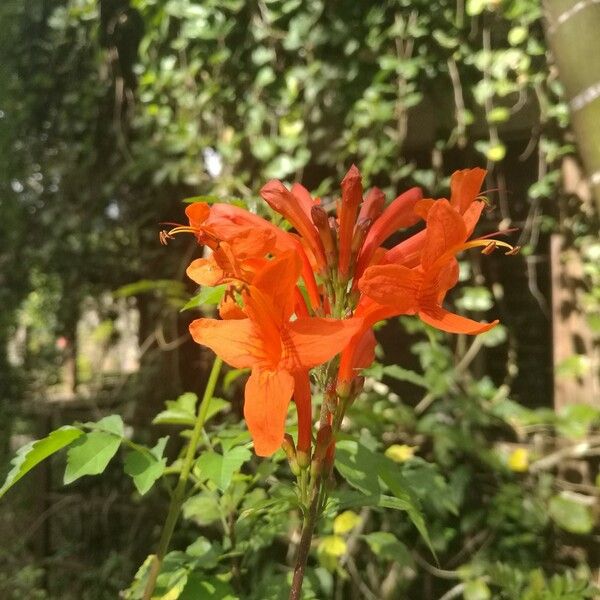 Tecomaria capensis Fleur