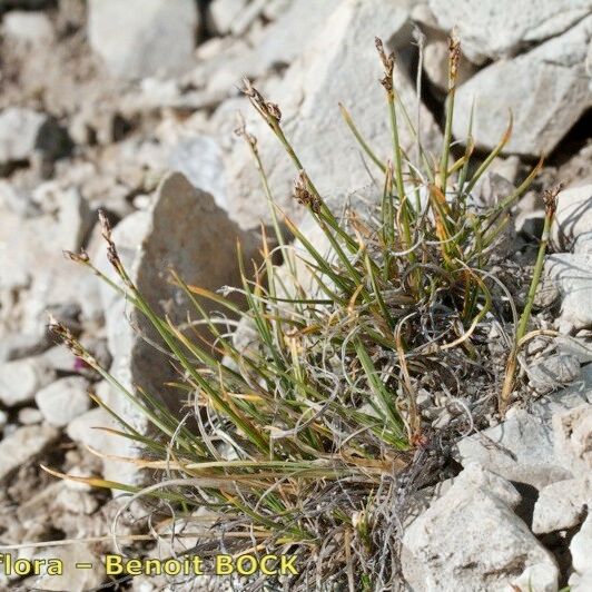 Carex glacialis Habitatea