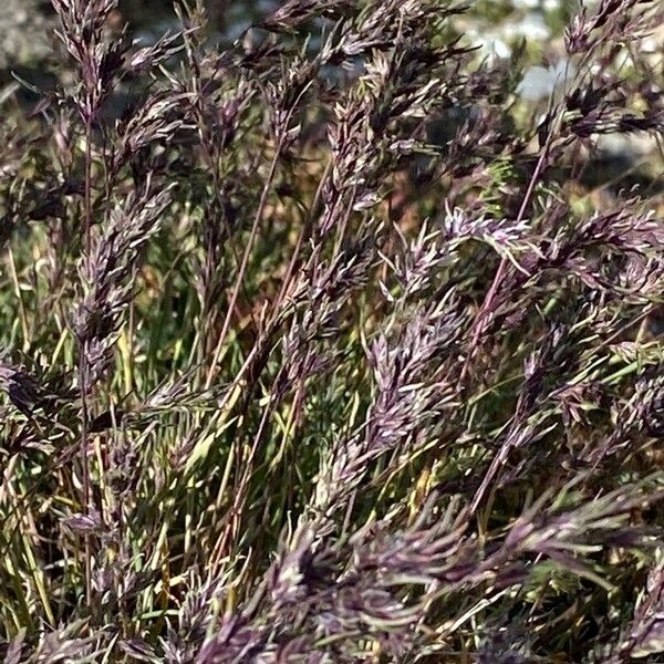 Poa alpina Flower