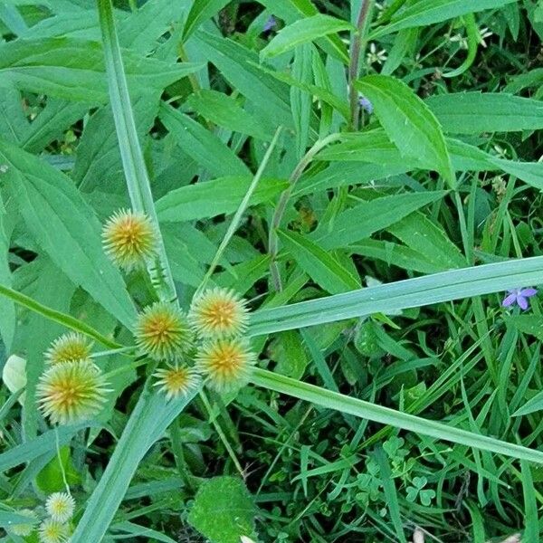 Cyperus strigosus Kukka