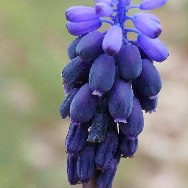 Muscari neglectum Bloem