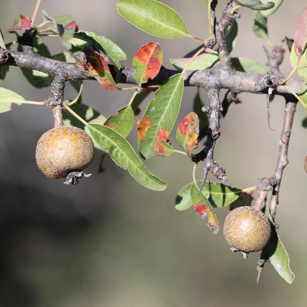 Pyrus spinosa ফল