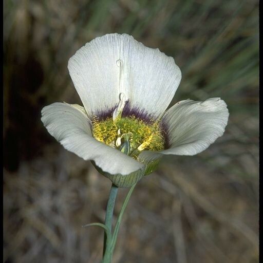 Calochortus gunnisonii Λουλούδι