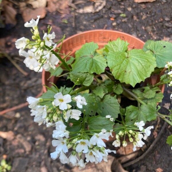 Pachyphragma macrophyllum Lehti