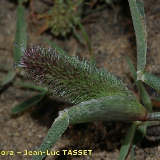 Crypsis schoenoides Blomma