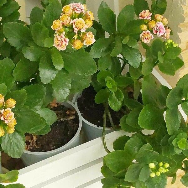 Kalanchoe crenata Листок