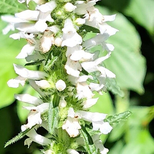 Betonica officinalis Blomst