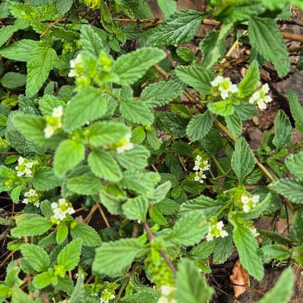 Lippia javanica Folio