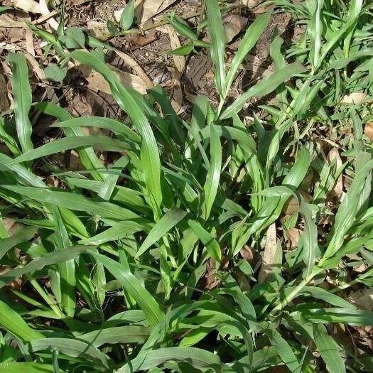 Paspalum fimbriatum Habit