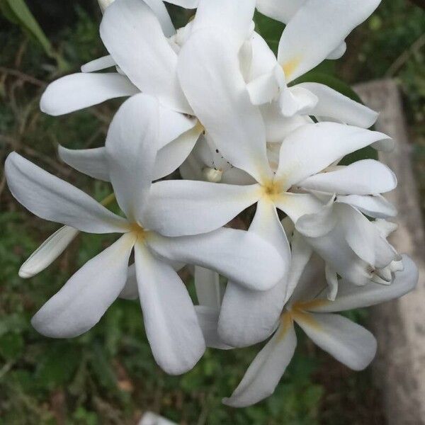 Saba comorensis Blomma