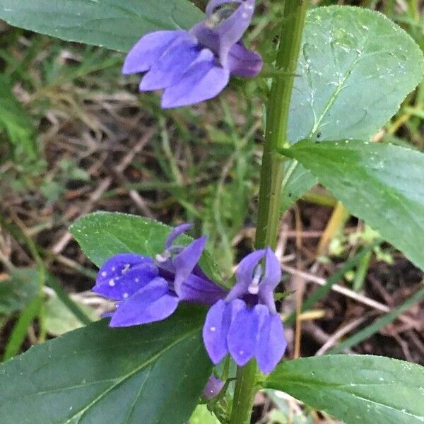 Lobelia siphilitica Cvet