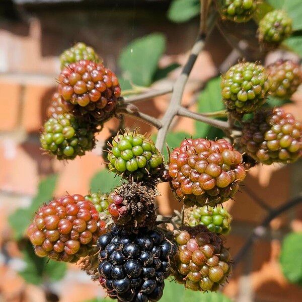 Rubus ulmifolius Vrucht