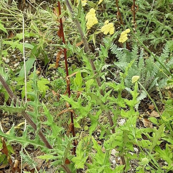 Echinops sphaerocephalus Pokrój