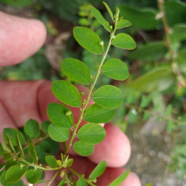 Phyllanthus tenellus Листок