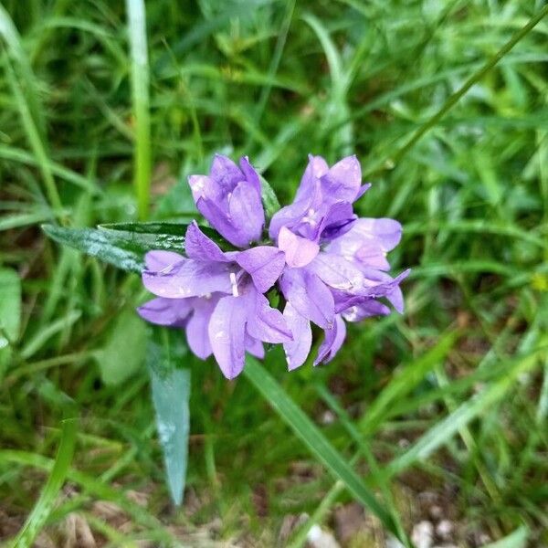 Campanula glomerata 花