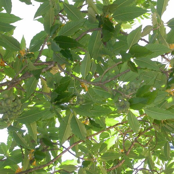 Magnolia champaca Frunză