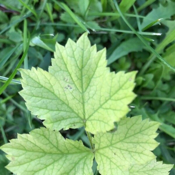 Heracleum sibiricum Folio