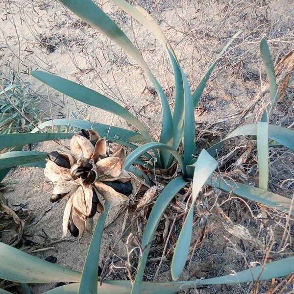 Pancratium maritimum List