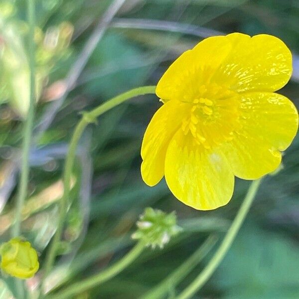 Ranunculus acris 花