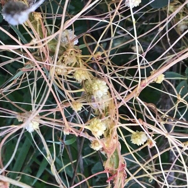 Cuscuta approximata Fleur