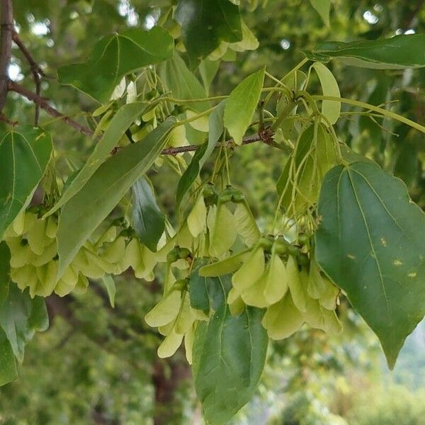 Acer buergerianum Fruit