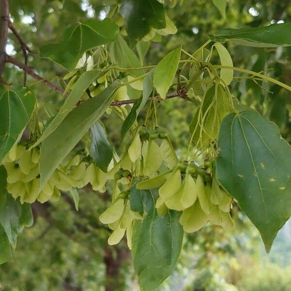 Acer buergerianum Fruto