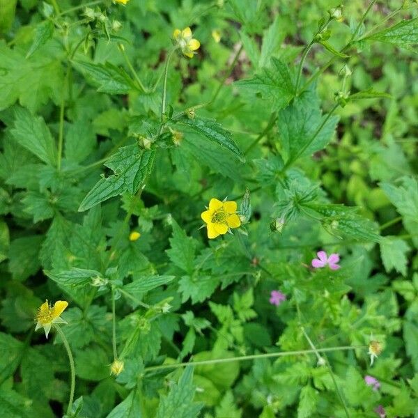 Geum macrophyllum Flower