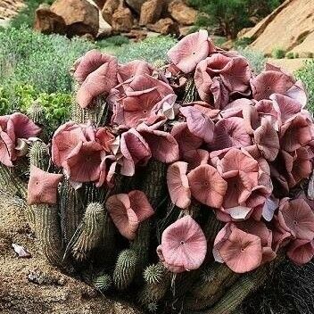 Hoodia gordonii Flower