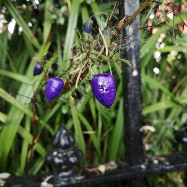 Dianella ensifolia Ovoce