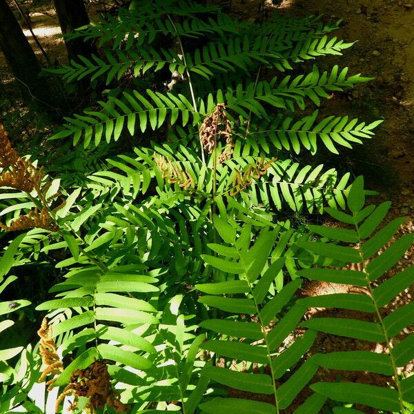 Osmunda regalis Plante entière