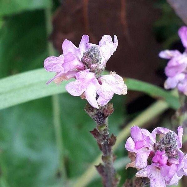 Verbena hastata Flor