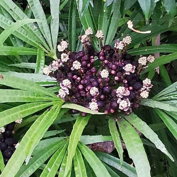 Osmoxylon lineare Flower