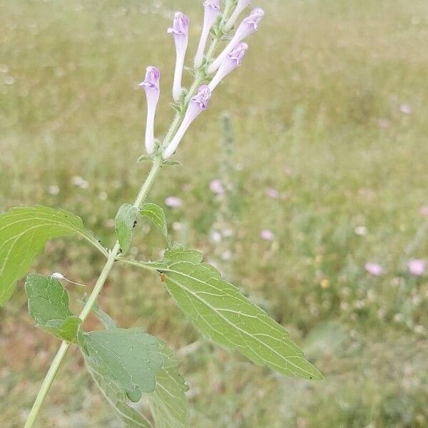 Scutellaria columnae Λουλούδι